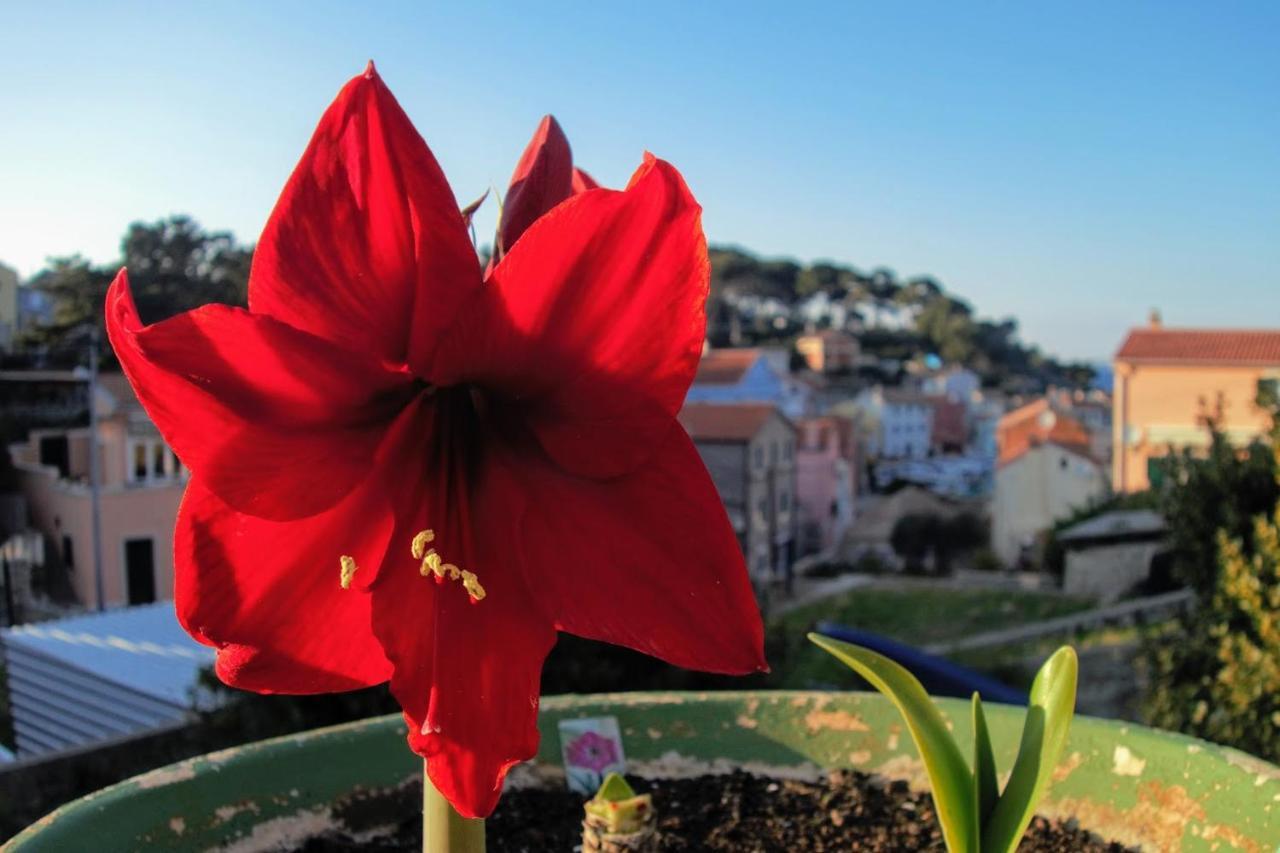 Amaryllis Residence, Apartment Diana & Deluxe Rooms With Shared Kitchen Veli Lošinj Εξωτερικό φωτογραφία